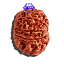 Load image into Gallery viewer, 9 Mukhi Nepalese Rudraksha - Bead No. 232