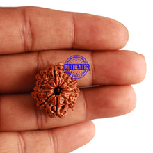 Load image into Gallery viewer, 9 Mukhi Nepalese Rudraksha - Bead No. 234