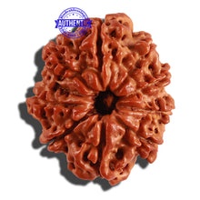 Load image into Gallery viewer, 9 Mukhi Nepalese Rudraksha - Bead No. 234