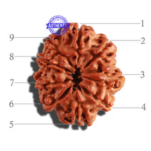 Load image into Gallery viewer, 9 Mukhi Nepalese Rudraksha - Bead No. 234
