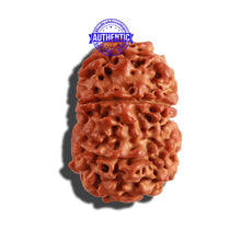 Load image into Gallery viewer, 9 Mukhi Nepalese Rudraksha - Bead No. 234