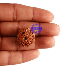 Load image into Gallery viewer, 9 Mukhi Nepalese Rudraksha - Bead No. 236