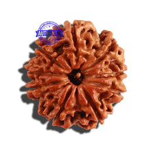 Load image into Gallery viewer, 9 Mukhi Nepalese Rudraksha - Bead No. 236