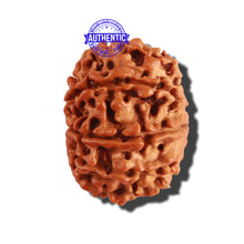 Load image into Gallery viewer, 9 Mukhi Nepalese Rudraksha - Bead No. 236