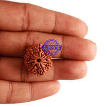 Load image into Gallery viewer, 9 Mukhi Nepalese Rudraksha - Bead No. 238