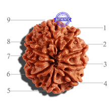 Load image into Gallery viewer, 9 Mukhi Nepalese Rudraksha - Bead No. 238