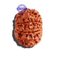 Load image into Gallery viewer, 9 Mukhi Nepalese Rudraksha - Bead No. 238