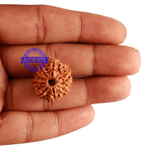 Load image into Gallery viewer, 9 Mukhi Nepalese Rudraksha - Bead No. 240