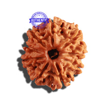 Load image into Gallery viewer, 9 Mukhi Nepalese Rudraksha - Bead No. 240