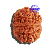 Load image into Gallery viewer, 9 Mukhi Nepalese Rudraksha - Bead No. 240