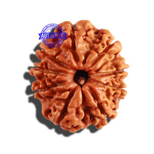 Load image into Gallery viewer, 9 Mukhi Nepalese Rudraksha - Bead No. 243