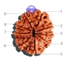 Load image into Gallery viewer, 9 Mukhi Nepalese Rudraksha - Bead No. 243
