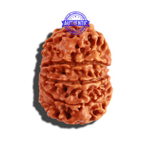 Load image into Gallery viewer, 9 Mukhi Nepalese Rudraksha - Bead No. 243