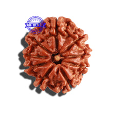 Load image into Gallery viewer, 9 Mukhi Nepalese Rudraksha - Bead No. 247