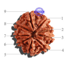 Load image into Gallery viewer, 9 Mukhi Nepalese Rudraksha - Bead No. 247