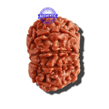 Load image into Gallery viewer, 9 Mukhi Nepalese Rudraksha - Bead No. 247