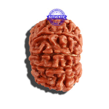 Load image into Gallery viewer, 9 Mukhi Nepalese Rudraksha - Bead No. 247