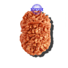 Load image into Gallery viewer, 9 Mukhi Nepalese Rudraksha - Bead No. 248