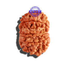 Load image into Gallery viewer, 9 Mukhi Nepalese Rudraksha - Bead No. 248