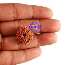 Load image into Gallery viewer, 9 Mukhi Nepalese Rudraksha - Bead No. 249