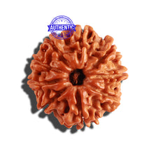Load image into Gallery viewer, 9 Mukhi Nepalese Rudraksha - Bead No. 249