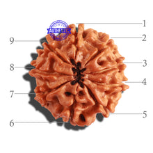 Load image into Gallery viewer, 9 Mukhi Nepalese Rudraksha - Bead No. 249