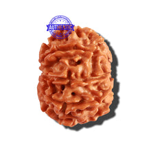 Load image into Gallery viewer, 9 Mukhi Nepalese Rudraksha - Bead No. 249