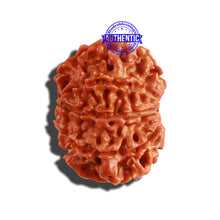 Load image into Gallery viewer, 9 Mukhi Nepalese Rudraksha - Bead No. 250