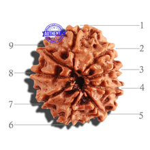 Load image into Gallery viewer, 9 Mukhi Nepalese Rudraksha - Bead No. 251