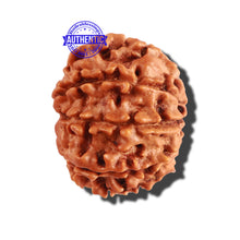 Load image into Gallery viewer, 9 Mukhi Nepalese Rudraksha - Bead No. 251