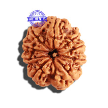 Load image into Gallery viewer, 9 Mukhi Nepalese Rudraksha - Bead No. 252