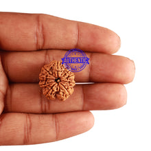 Load image into Gallery viewer, 9 Mukhi Nepalese Rudraksha - Bead No. 252