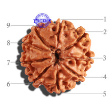 Load image into Gallery viewer, 9 Mukhi Nepalese Rudraksha - Bead No. 253