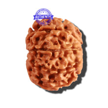 Load image into Gallery viewer, 9 Mukhi Nepalese Rudraksha - Bead No. 253