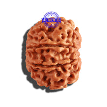 Load image into Gallery viewer, 9 Mukhi Nepalese Rudraksha - Bead No. 253