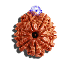 Load image into Gallery viewer, 9 Mukhi Nepalese Rudraksha - Bead No. 255