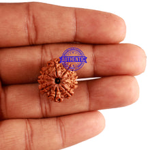 Load image into Gallery viewer, 9 Mukhi Nepalese Rudraksha - Bead No. 255