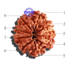 Load image into Gallery viewer, 9 Mukhi Nepalese Rudraksha - Bead No. 255