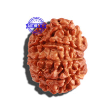 Load image into Gallery viewer, 9 Mukhi Nepalese Rudraksha - Bead No. 255