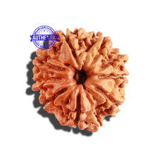 Load image into Gallery viewer, 9 Mukhi Nepalese Rudraksha - Bead No. 256