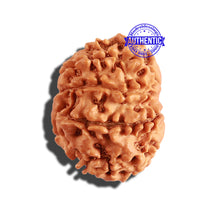 Load image into Gallery viewer, 9 Mukhi Nepalese Rudraksha - Bead No. 256