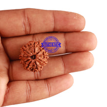 Load image into Gallery viewer, 9 Mukhi Nepalese Rudraksha - Bead No. 258