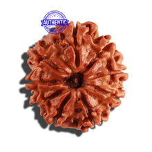 Load image into Gallery viewer, 9 Mukhi Nepalese Rudraksha - Bead No. 258