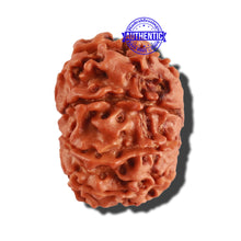 Load image into Gallery viewer, 9 Mukhi Nepalese Rudraksha - Bead No. 258