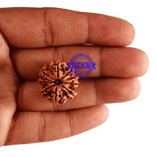 Load image into Gallery viewer, 9 Mukhi Nepalese Rudraksha - Bead No. 259