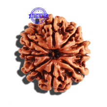 Load image into Gallery viewer, 9 Mukhi Nepalese Rudraksha - Bead No. 259