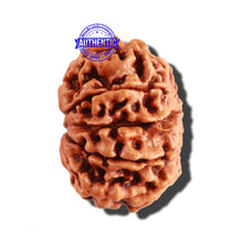 Load image into Gallery viewer, 9 Mukhi Nepalese Rudraksha - Bead No. 259