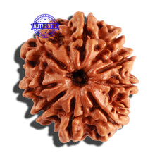 Load image into Gallery viewer, 9 Mukhi Nepalese Rudraksha - Bead No. 260