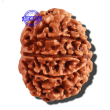 Load image into Gallery viewer, 9 Mukhi Nepalese Rudraksha - Bead No. 260
