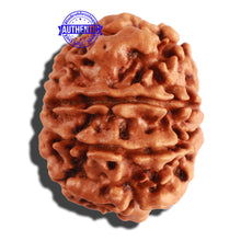 Load image into Gallery viewer, 9 Mukhi Nepalese Rudraksha - Bead No. 260